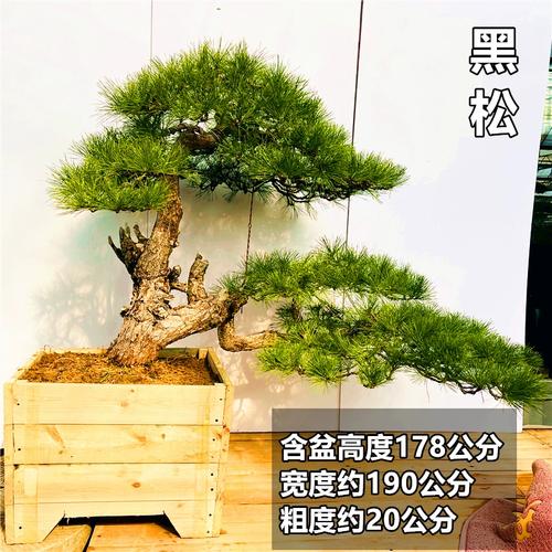 黑松盆景老桩造型树迎客松真树大黑松造型树盆景真树庭院松景观