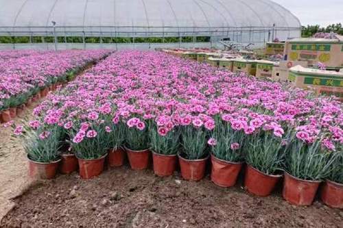 2/棵 彩虹石竹,小杯苗双色盆苗穴盘苗,常年有货,种植基地批发价格