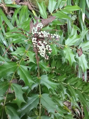 其它 烟霞山的"背包客"         一一一应该是刺黄连,又叫十大功劳,狭