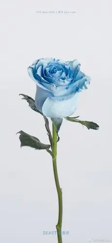 送你一支蓝玫瑰,它叫勇气,花语是奇迹. 来自野兽派花店 - 微博
