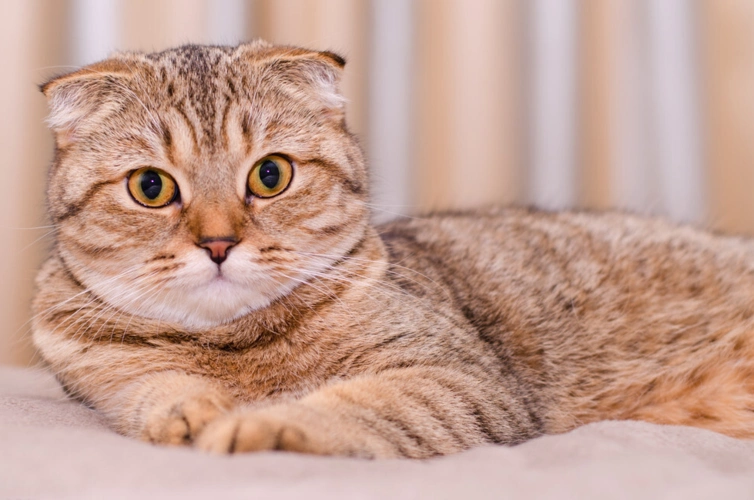 如果你领养了"折耳猫",就应该做到这8点,不要中途弃养!_猫咪