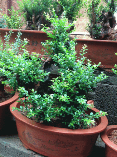 安徽池州小叶赤楠