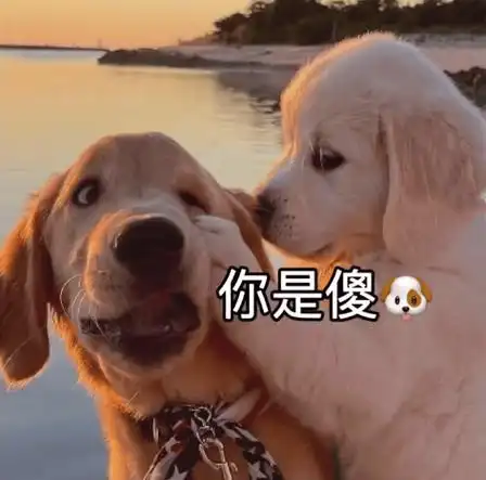 超沙雕搞笑的表情包