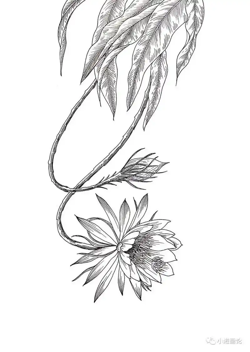 线描教程|昙花不只一现