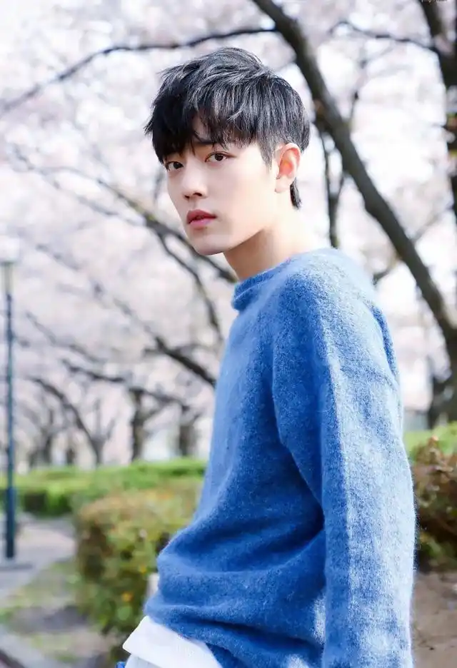 肖战蓝色毛衣樱花系图片:战战可真好看