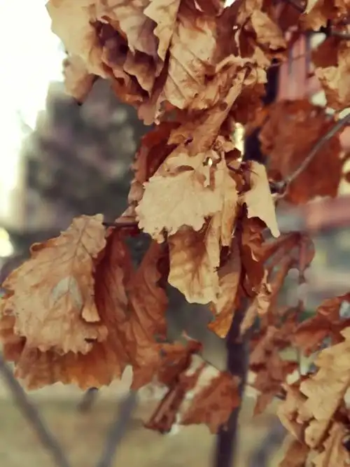 写美篇喜欢大自然, 更喜欢秋天的落叶, 枯叶之美, 美在经过冬天的严寒