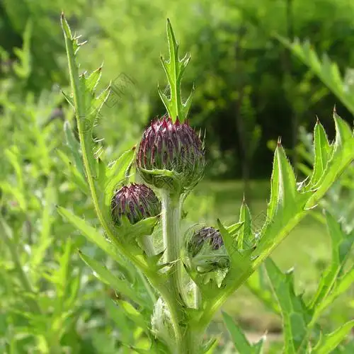 草本续断植物维管植物普通续断花朵花园春天草地夏天花朵绿叶盛开草地
