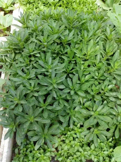 菜田七,也是多年生.像割韭菜一样,吃了一茬又长一茬.