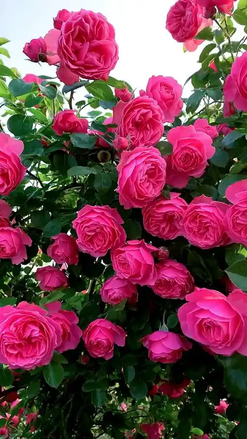 藤本月季粉色达芬奇花量多花期长多季循环开花