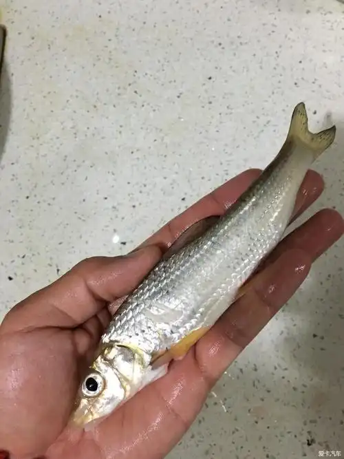 家庭煮夫烧土凤鱼