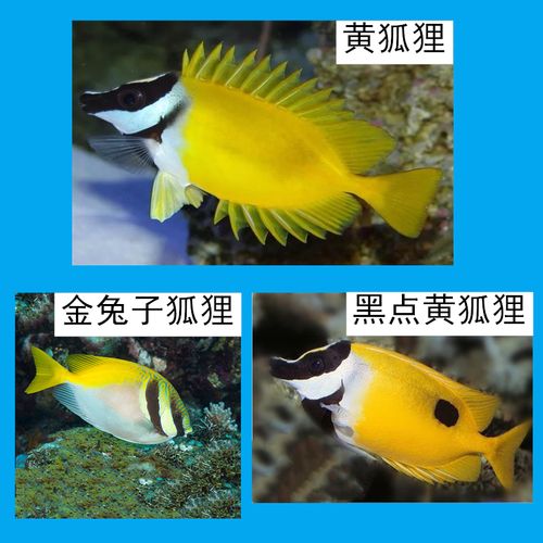 黄狐狸鱼海水鱼观赏鱼 海洋生物活体海鱼 黑点黄狐狸鱼金兔子狐狸