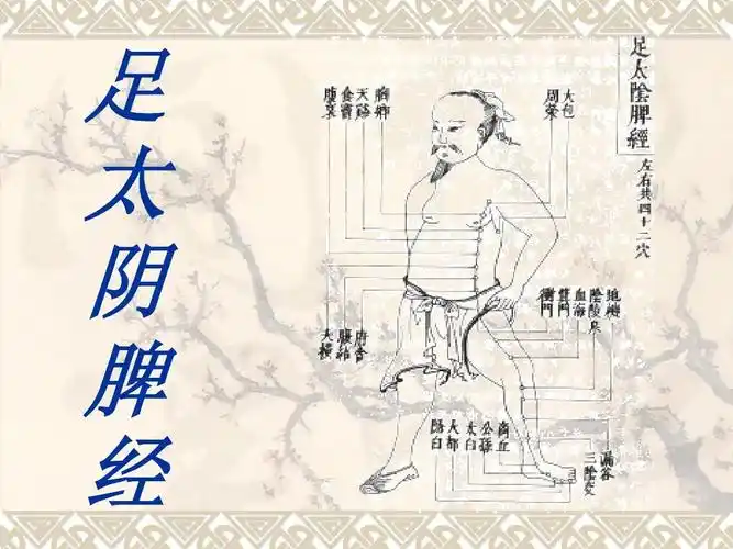 08足太阴脾经