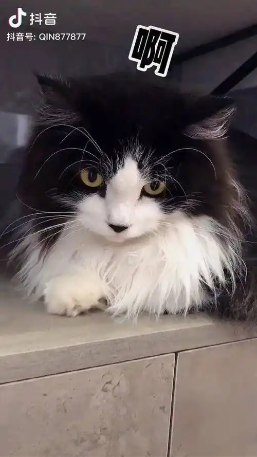 请了一对憨憨大家觉得怎么样长毛奶牛猫中华田园猫乌云盖雪奶牛猫