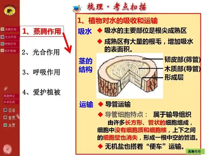 第三单元生物圈中的绿色植物第3-6章复习课件答案ppt