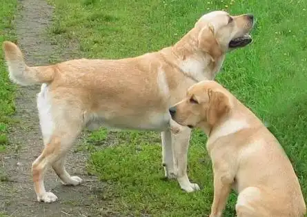 拉布拉多杂交土狗长得大吗?我来告诉你答案!