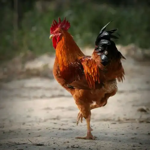 鸡年吉祥(雄鸡篇) 之刚摄影