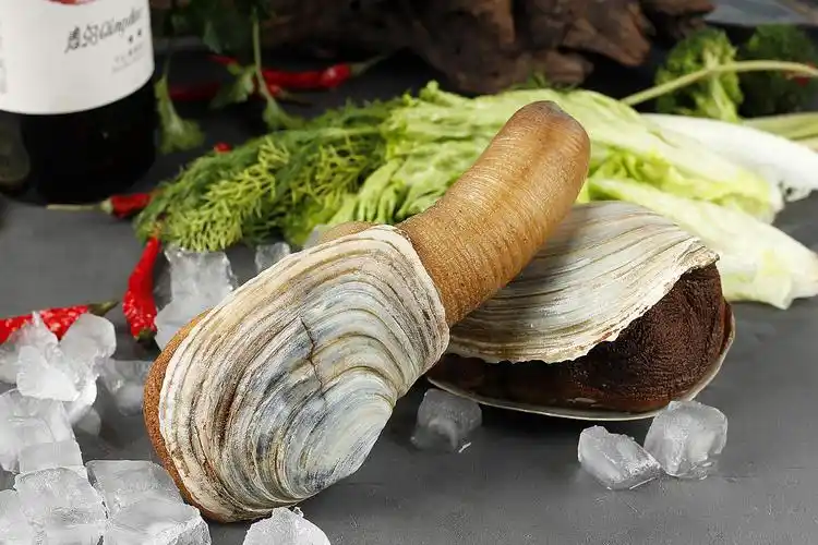 象拔蚌拍摄丨这生物很尴尬丨飞鸟电商