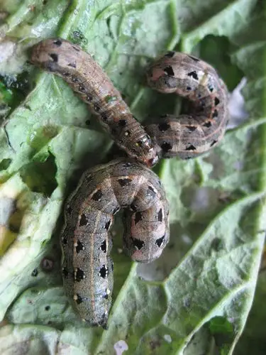 保定周边第四代斜纹夜蛾幼虫大发生