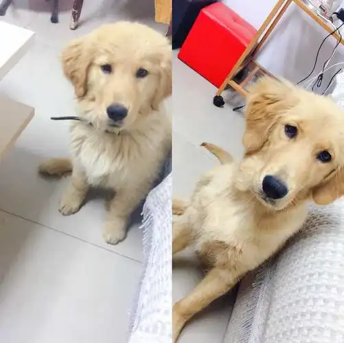 人家说我这金毛是土狗串子,请问真的吗?