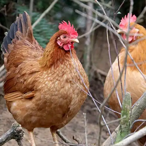 老母鸡正宗农家500天老母鸡新鲜现杀