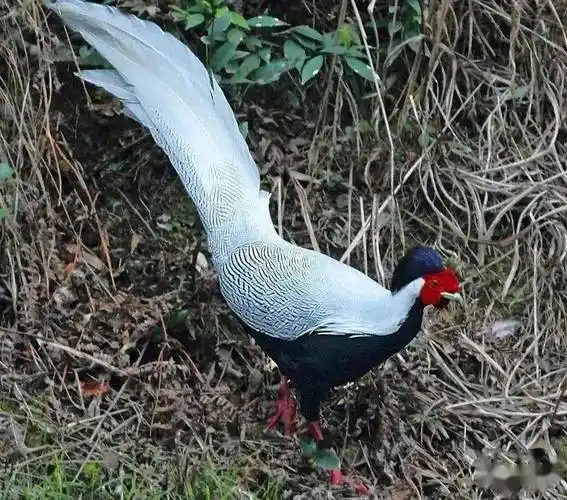 "鸟类的踪迹羽色艳丽的竹鸡叫声如笛的白眉地鸫仙气飘飘的白鹇上周