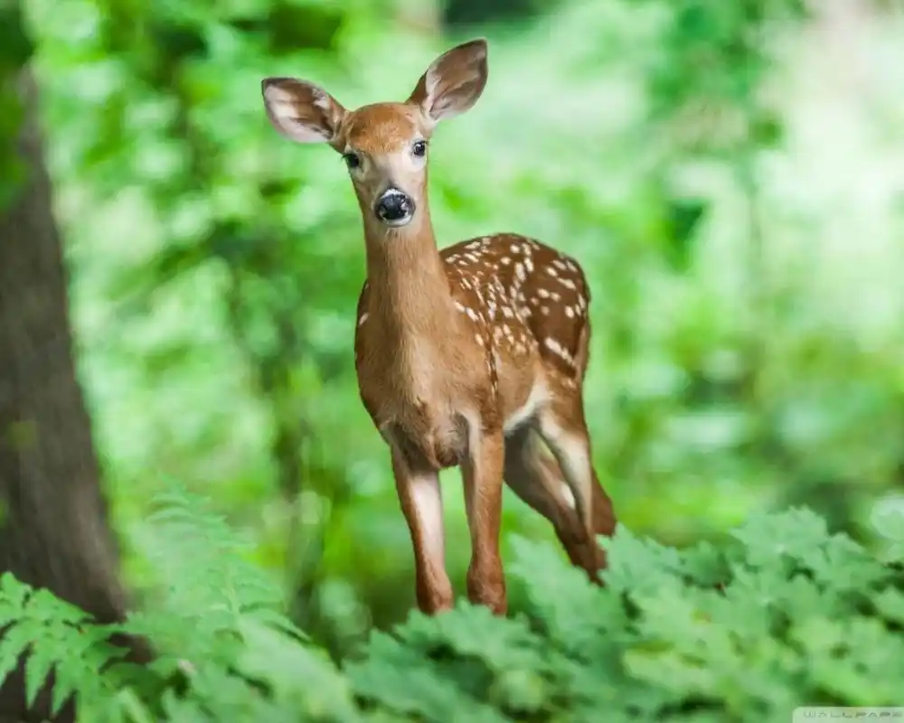 森之灵可爱小鹿高清桌面壁纸