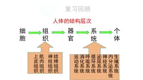 3人体概述课件(27张ppt)