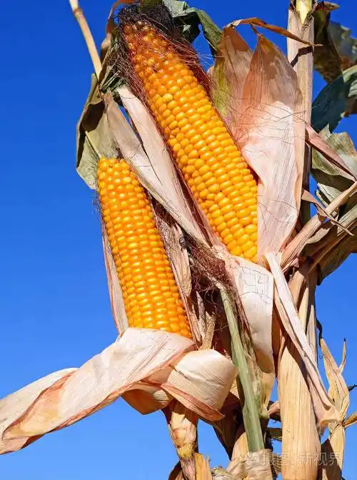 农村景观中成熟的玉米
