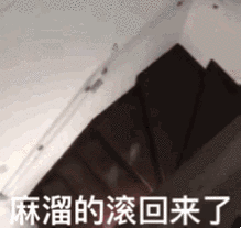 麻溜的滚回来了