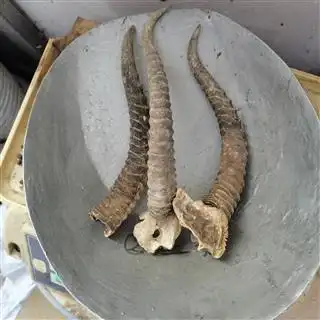 黄羊角 羊角正品保证质量无理由退货退款