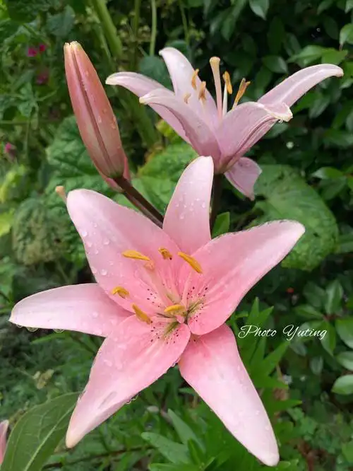 黄色百合的花语是"阳气".你喜欢哪个颜色呢0000