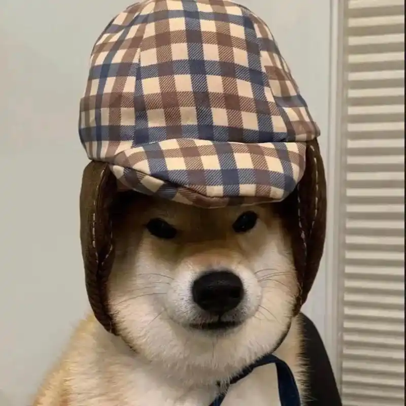 搞怪头像 萌宠柴犬可爱头像,喜欢就送你 - 抖音