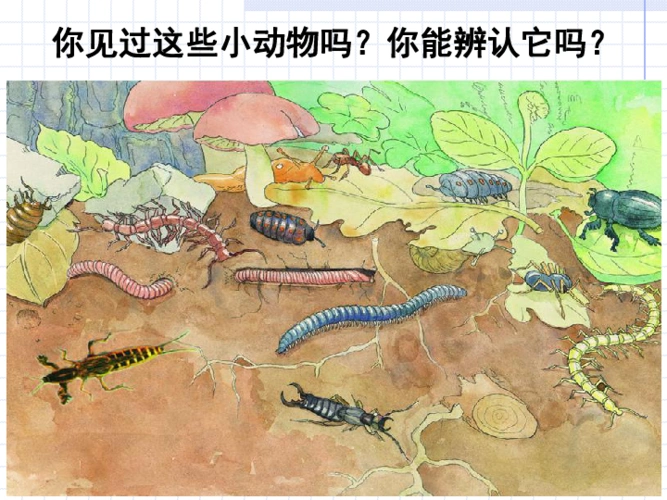 苏科版生物七年级下册5.13.1土壤里的小动物课件(共22张ppt)_21世纪教