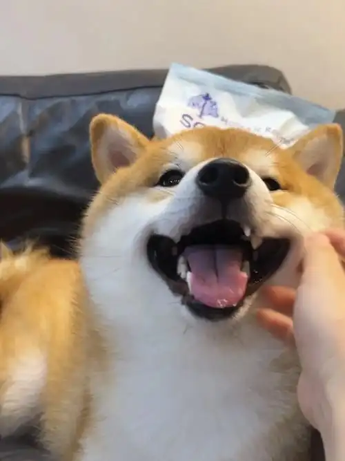 是让人心动的wink91.#柴犬 #治愈系笑容 #萌宠出道计 - 抖音