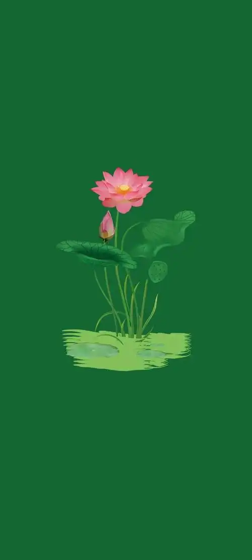 清新绿色护眼荷花壁纸