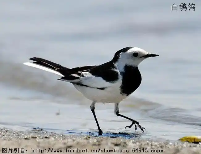 白鹡鸰大全 - 鸟类识别 bird identification 鸟网