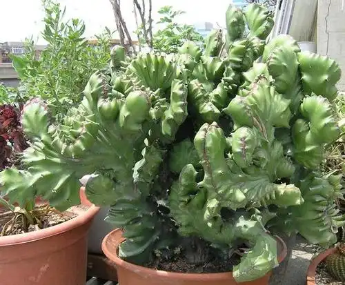 农村家里的四大僻邪镇宅的植物,看看你见过没