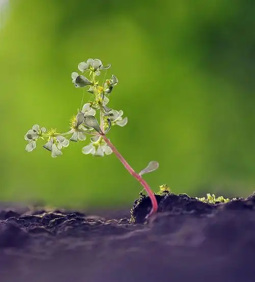 我一棵会舞蹈小小草 (共 8 p)