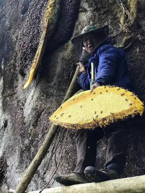 彝山香常年批发云南特产岩蜂蜜悬崖蜜岩蜜巢蜜蜂蜜