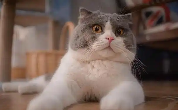 作为大脸猫的代表,英短一直以"憨厚可爱"的友善形象吸引人心,它们的好