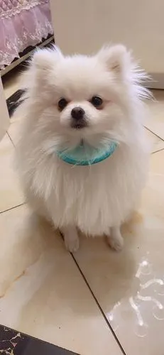 【讨论】求推荐博美狗子发型