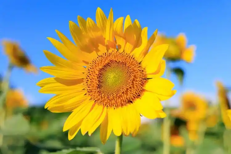 阳光之花吕文扬解密向日葵的生态之美