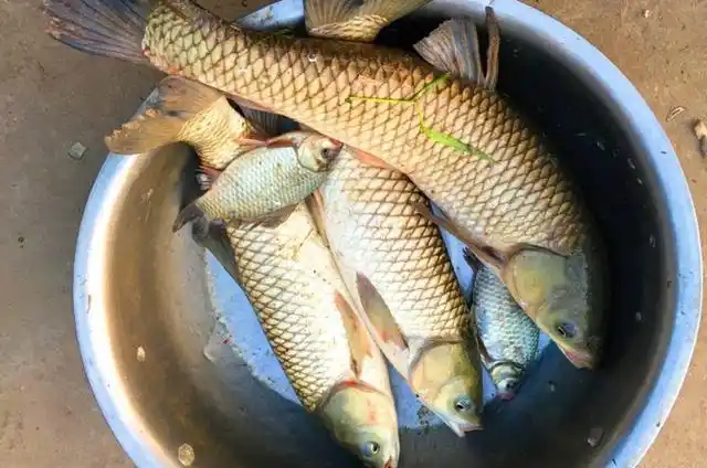 2种钓草鱼的打窝方法,与窝料投放方式_钓鱼吧