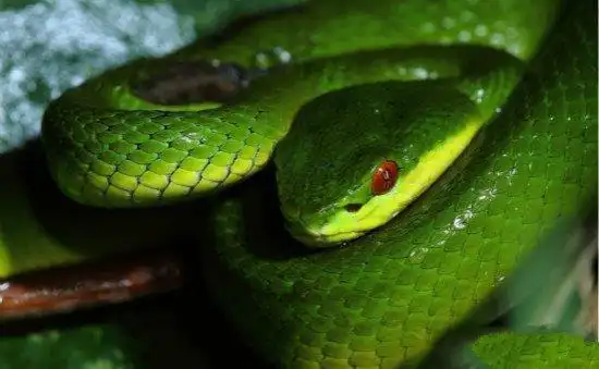 红竹蛇:红竹蛇的背面淡藕褐色或紫灰色,有等距排列的马鞍形黑斑横跨体