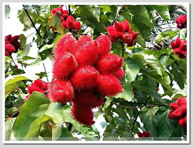 胭脂树 annatto tree ,lipstick tree〈原摄〉