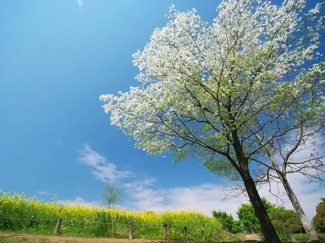 电脑屏保图片(太美了) - 赤虎壹号