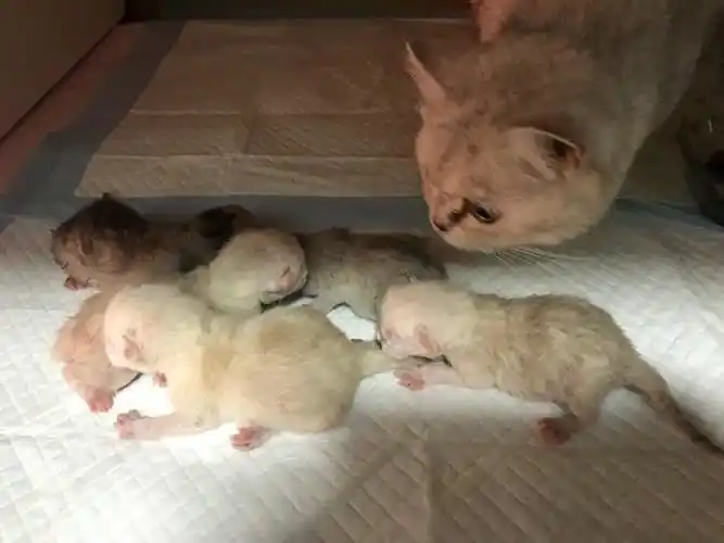 银渐层宝宝就要出生了