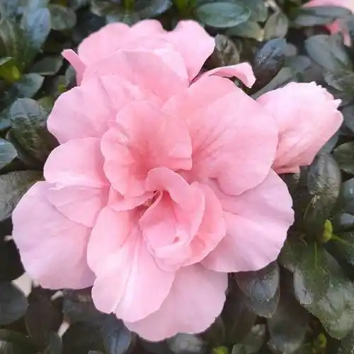 四季西洋杜鹃花小桃红