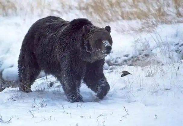 回顾美护熊奇人提摩西和女友护熊13年夜宿保护区时双双被熊吃