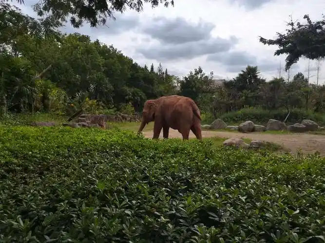 野生动物园一日游